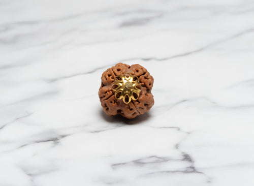 4 Mukhi Rudraksha (Nepali)
