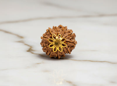 11 Mukhi Rudraksha (Nepali)