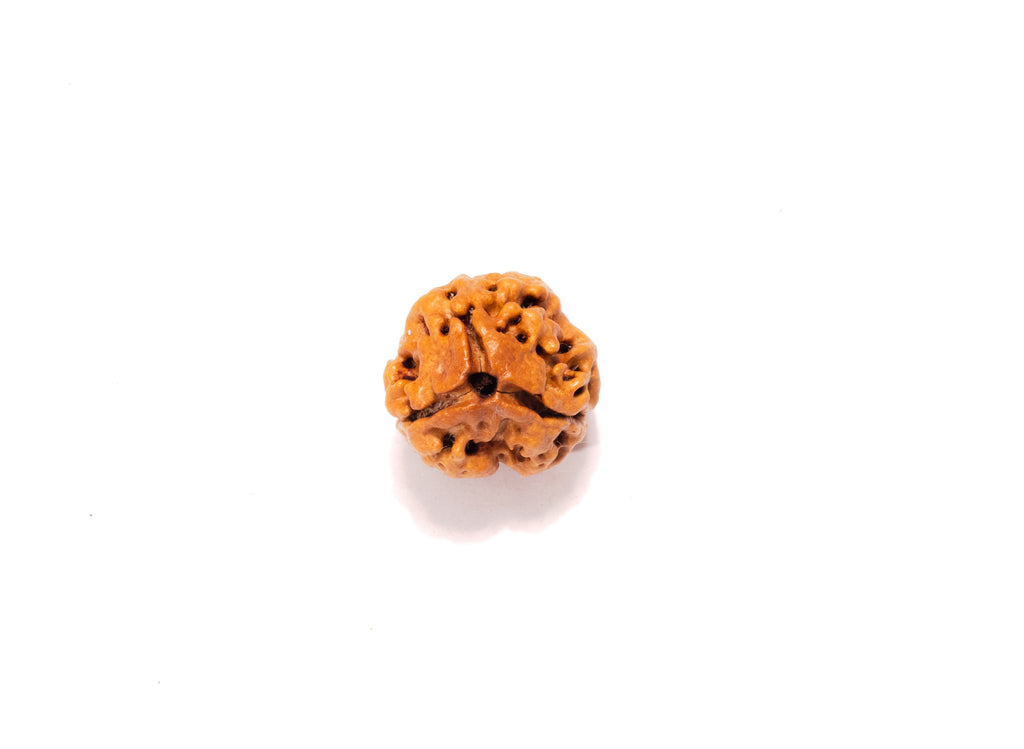 3 Mukhi Nepali Rudraksha