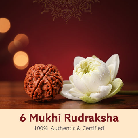 6 Mukhi Nepali Rudraksha