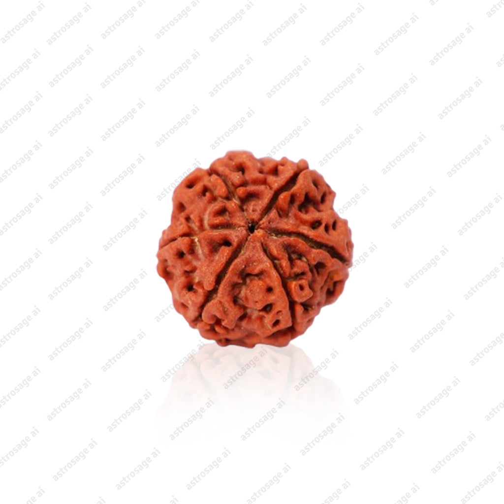 6 Mukhi Nepali Rudraksha