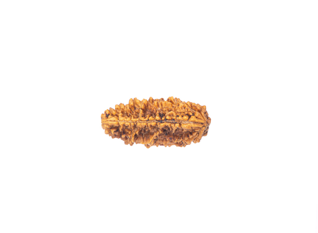 1 Mukhi (Kaju) Rudraksha