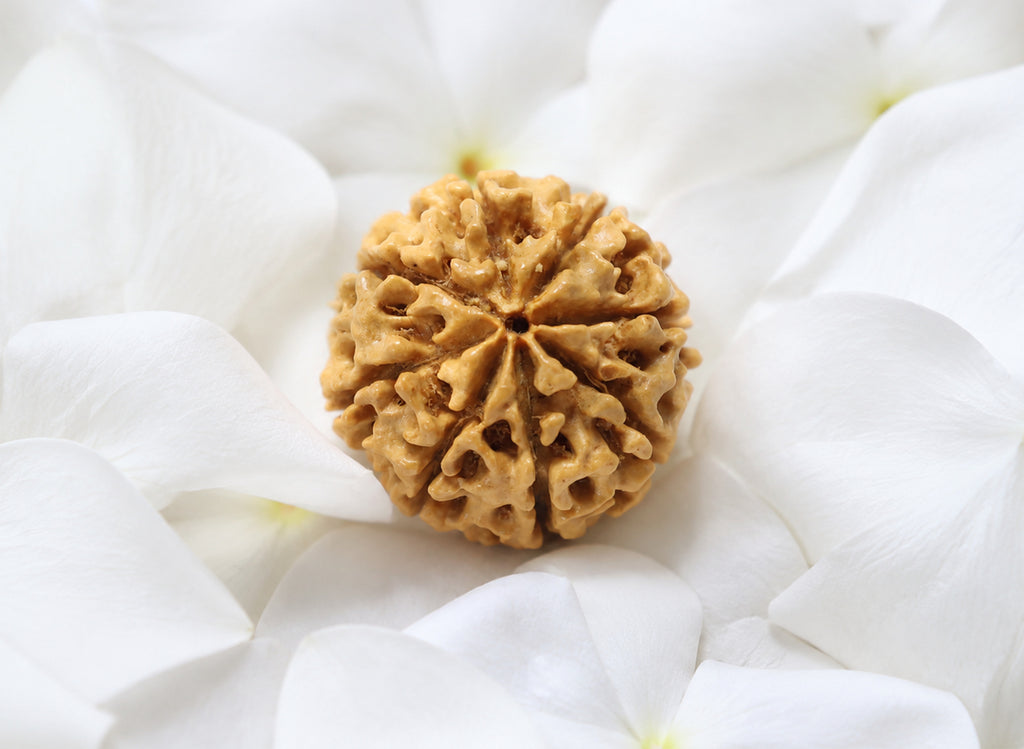8 Mukhi Hybrid Rudraksha (Nepali)