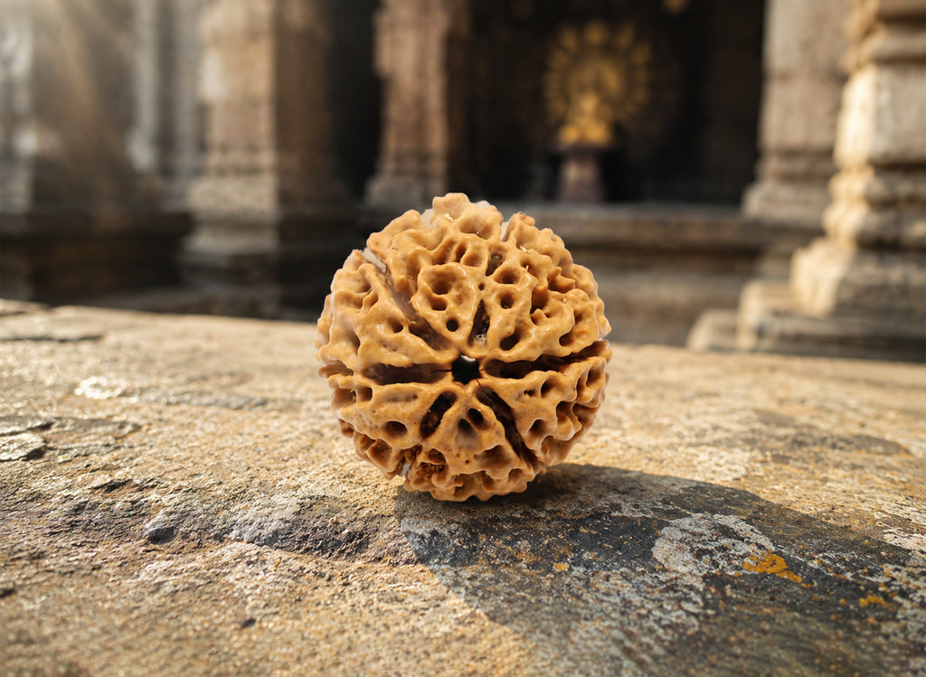 6 Mukhi Hybrid Rudraksha (Nepali)