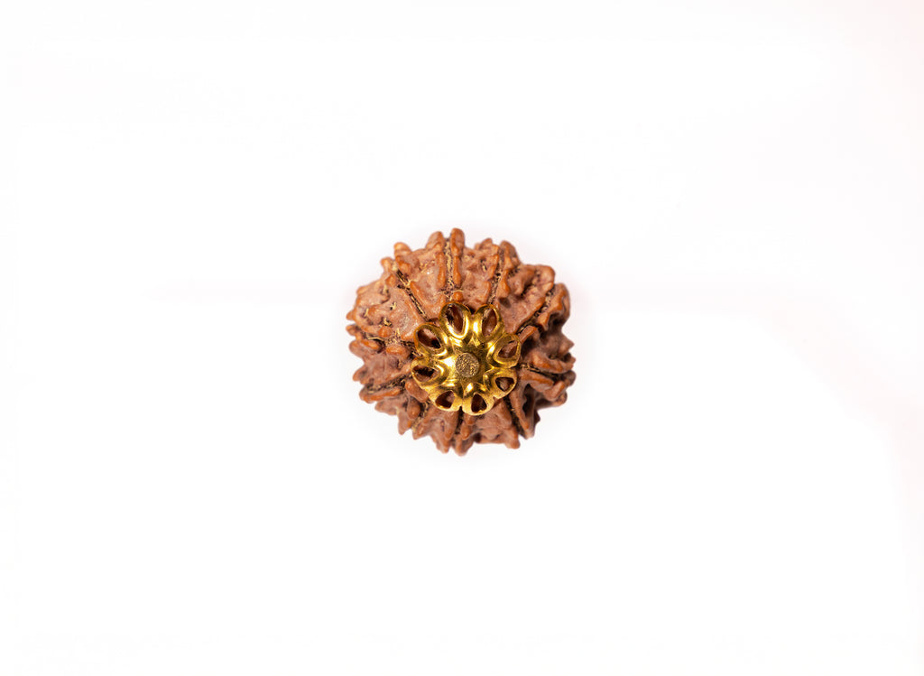 10 Mukhi / Ten Faced Rudraksha - Indo