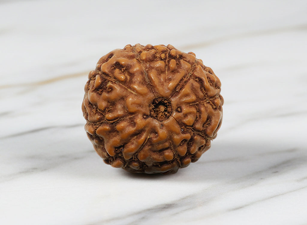 Nau Mukhi- Nine Faced Indo Ruadraksha - Lab Certified