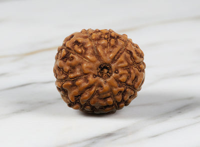Nau Mukhi- Nine Faced Indo Ruadraksha - Lab Certified