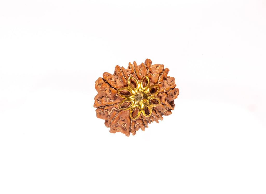 13 Mukhi Natural Nepali Rudraksha