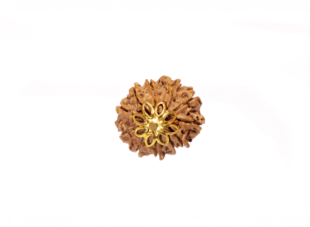 11 Mukhi Original Nepali Rudraksha