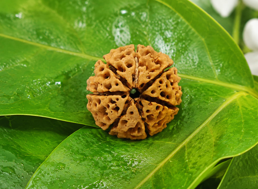 7 Mukhi Hybrid Rudraksha (Nepali)
