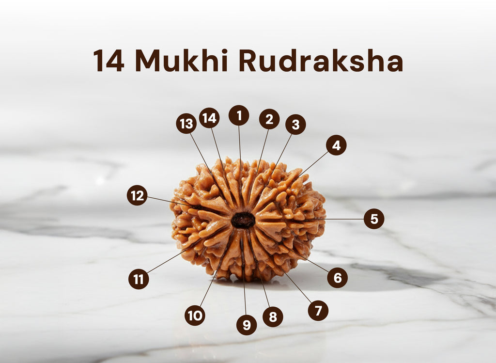 14 Mukhi Rudraksha (Nepali)