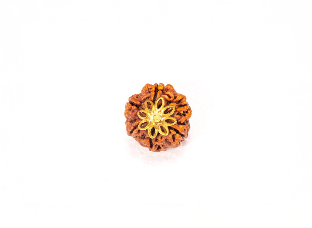 6 Mukhi Nepali Rudraksha