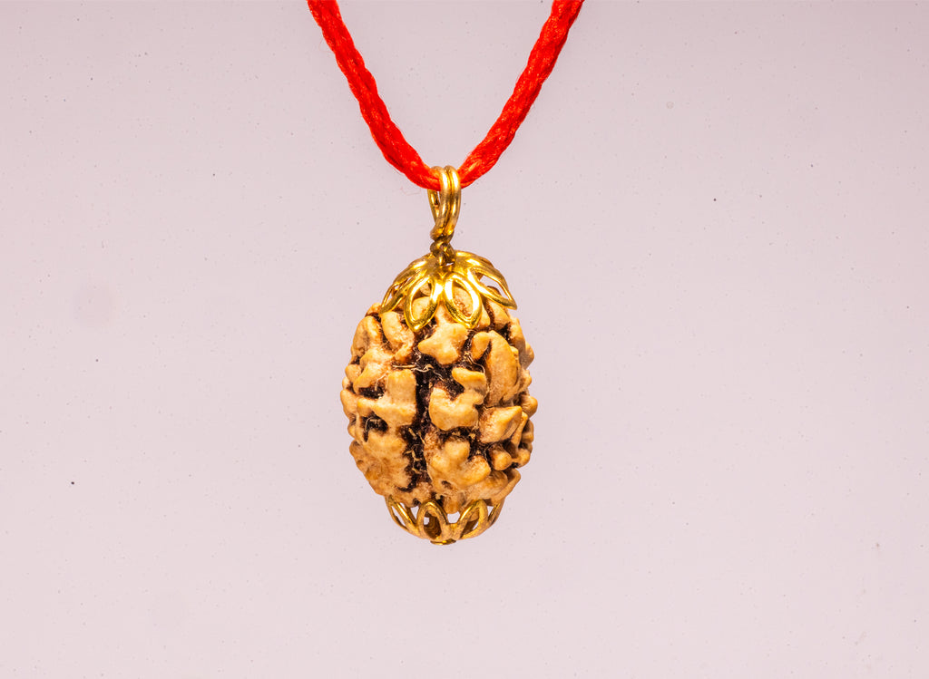 3 Mukhi Indian Original Rudraksha