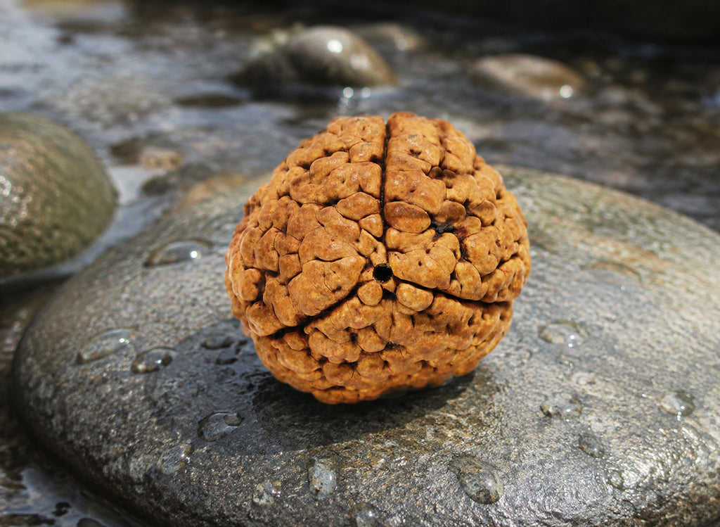 3 Mukhi Hybrid Rudraksha (Nepali)
