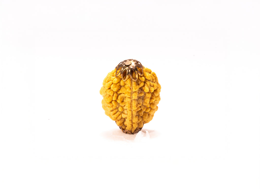 2 Mukhi Nepali Rudraksha