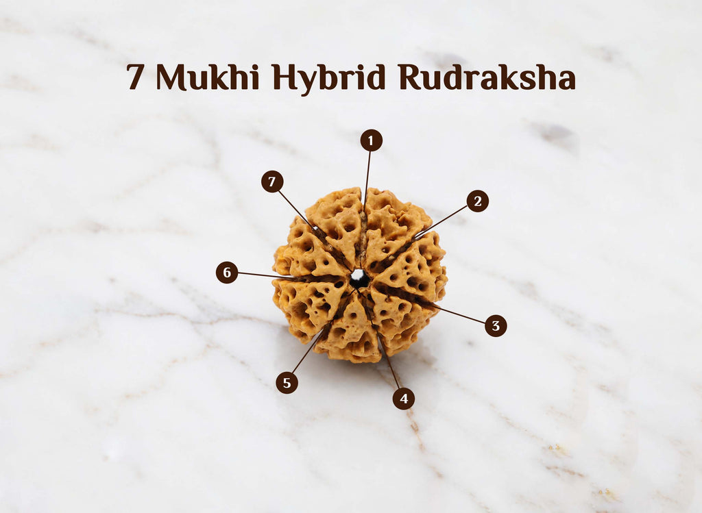 7 Mukhi Hybrid Rudraksha (Nepali)