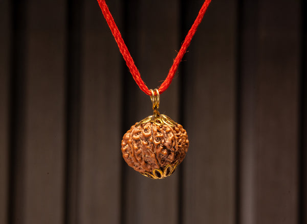 13 Mukhi Natural Nepali Rudraksha