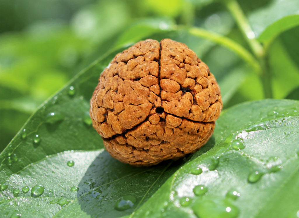 3 Mukhi Hybrid Rudraksha (Nepali)