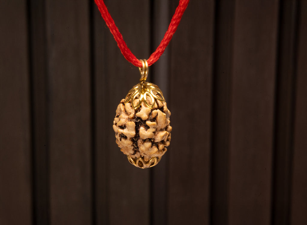 3 Mukhi Indian Original Rudraksha
