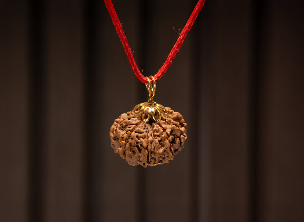 11 Mukhi Original Nepali Rudraksha