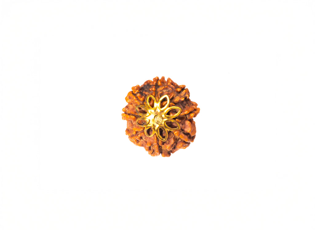 8 Mukhi Original Nepali Rudraksha