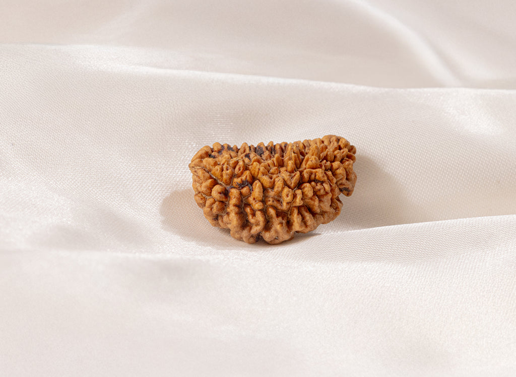 1 Mukhi (Kaju) Rudraksha