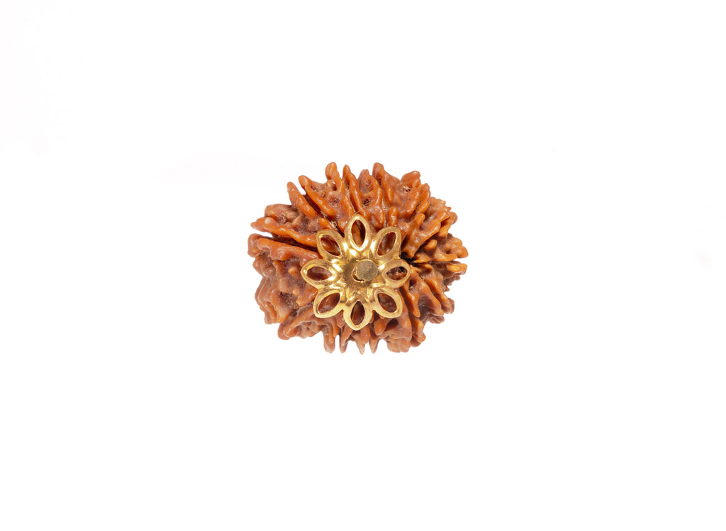 12  Mukhi Original  Nepali Rudraksha