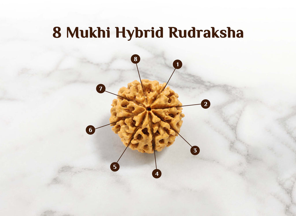 8 Mukhi Hybrid Rudraksha (Nepali)