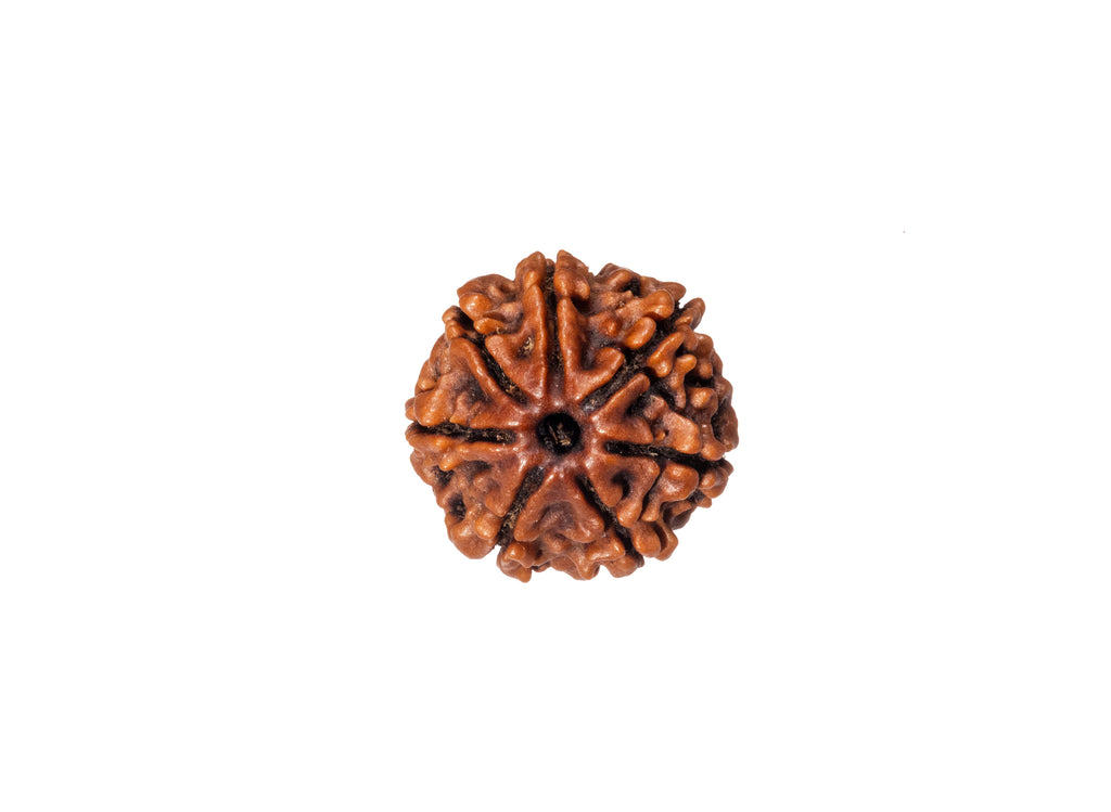 7 Mukhi Original Nepali Rudraksha