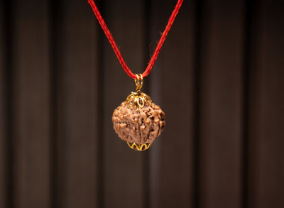 10 Mukhi / Ten Faced Rudraksha - Indo