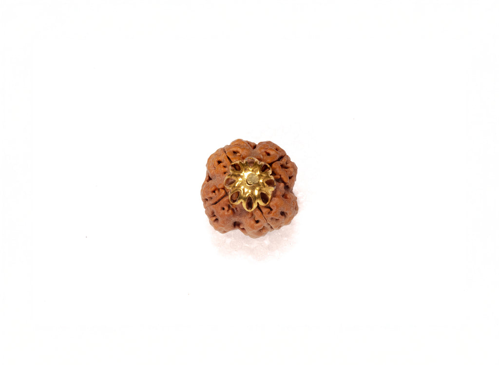 4 Mukhi Original Nepali Rudraksha