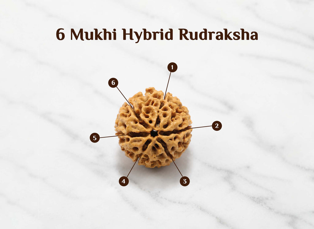 6 Mukhi Hybrid Rudraksha (Nepali)