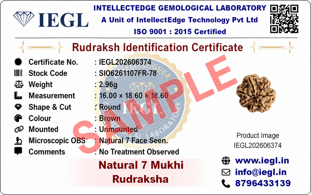 7 Mukhi Rudraksha (Nepali)