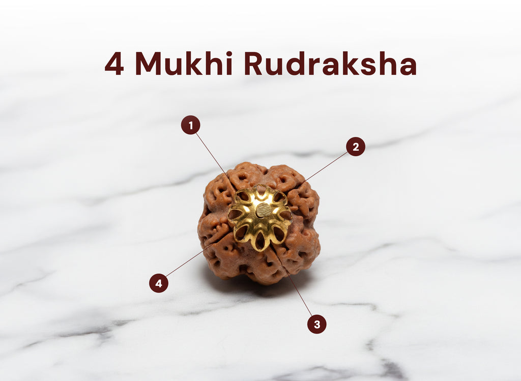 4 Mukhi Original Nepali Rudraksha