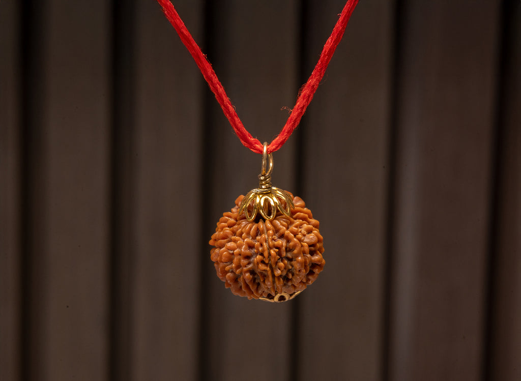 12  Mukhi Original  Nepali Rudraksha