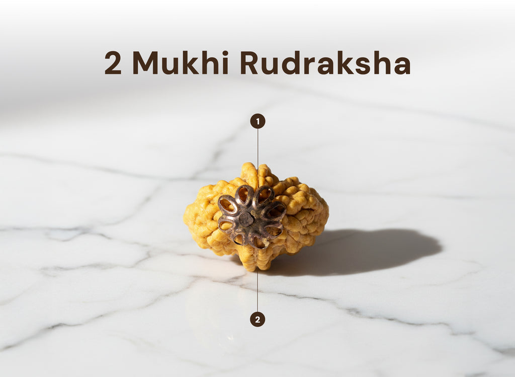 2 mukhi Nepali Rudraksha