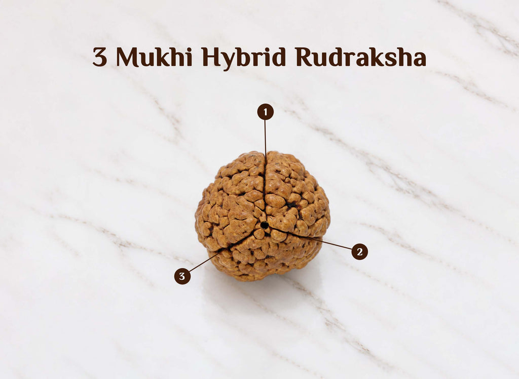 3 Mukhi Hybrid Rudraksha (Nepali)
