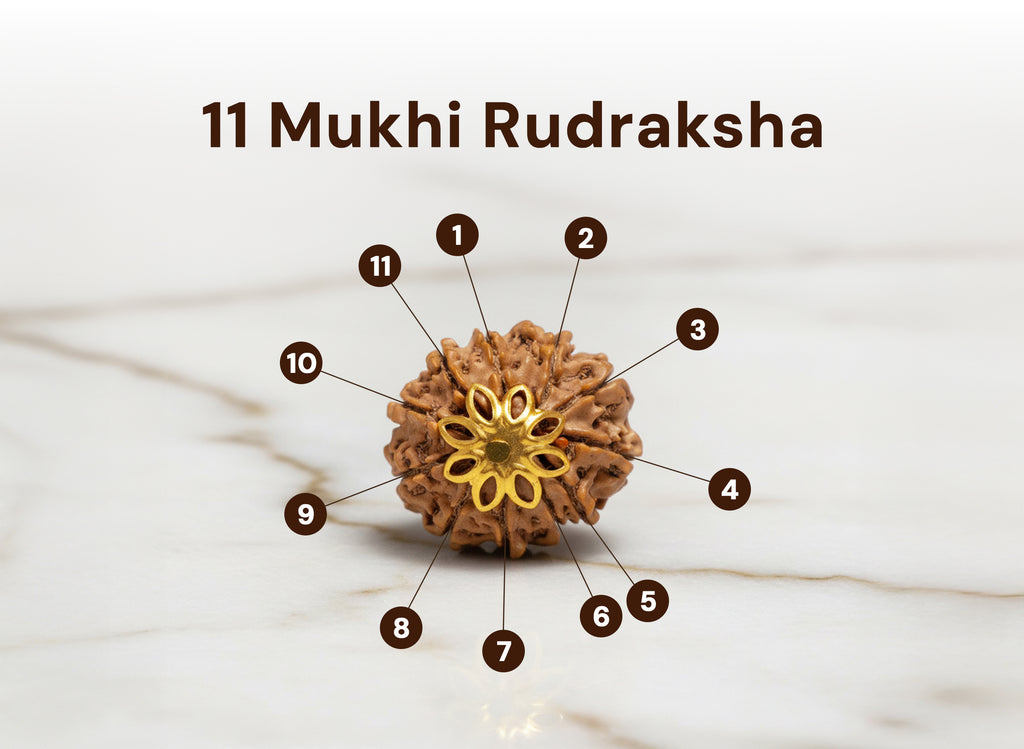11 Mukhi Original Nepali Rudraksha
