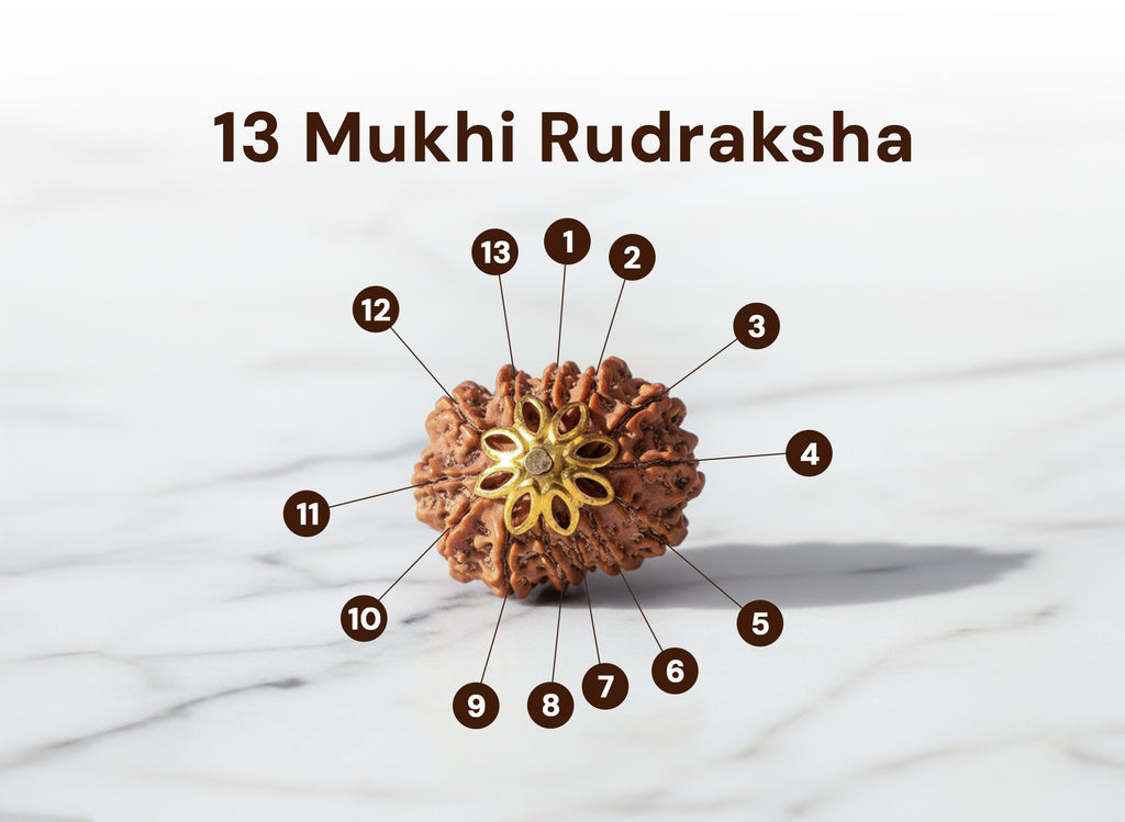 13 Mukhi Natural Nepali Rudraksha