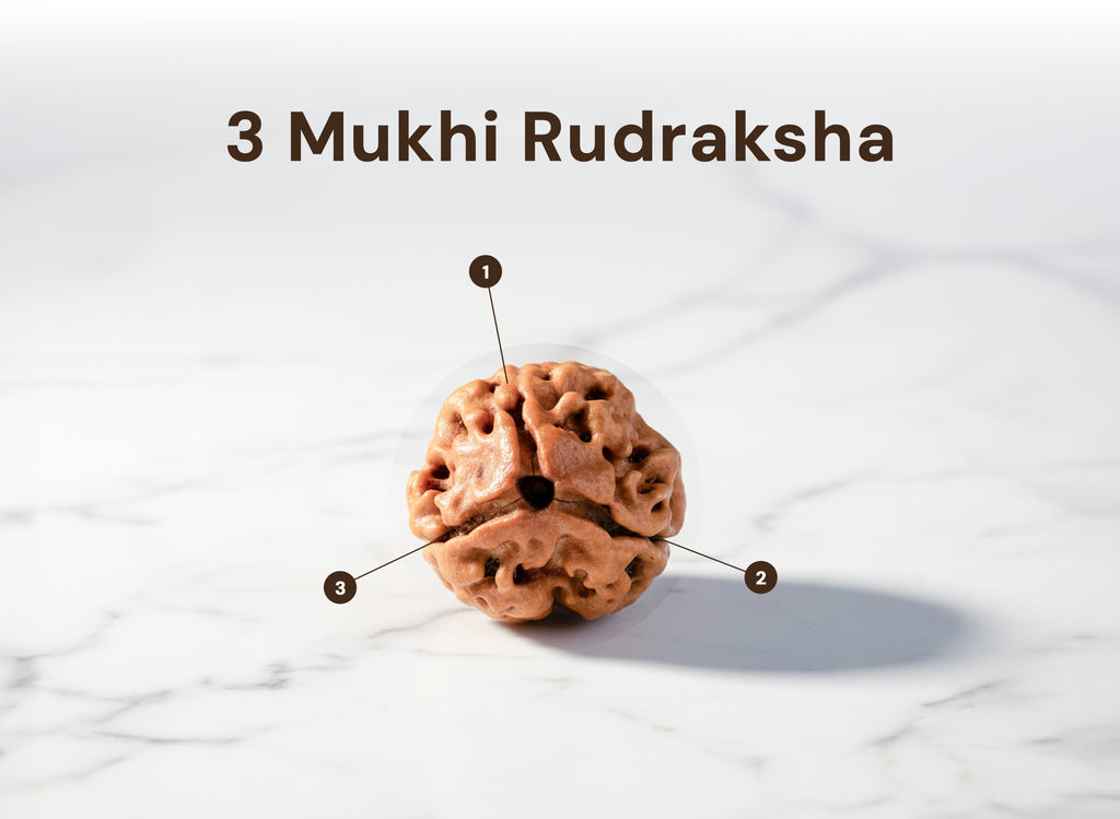 3 Mukhi Indian Original Rudraksha