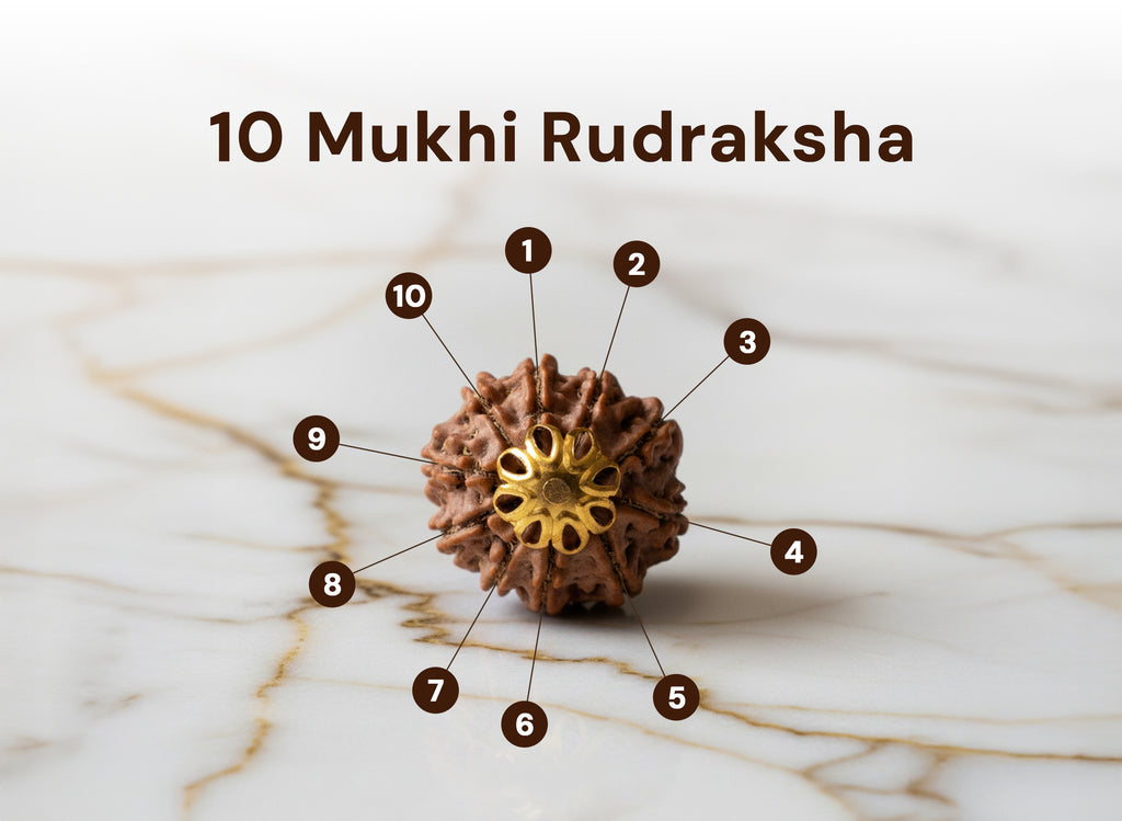 10 Mukhi / Ten Faced Rudraksha - Indo