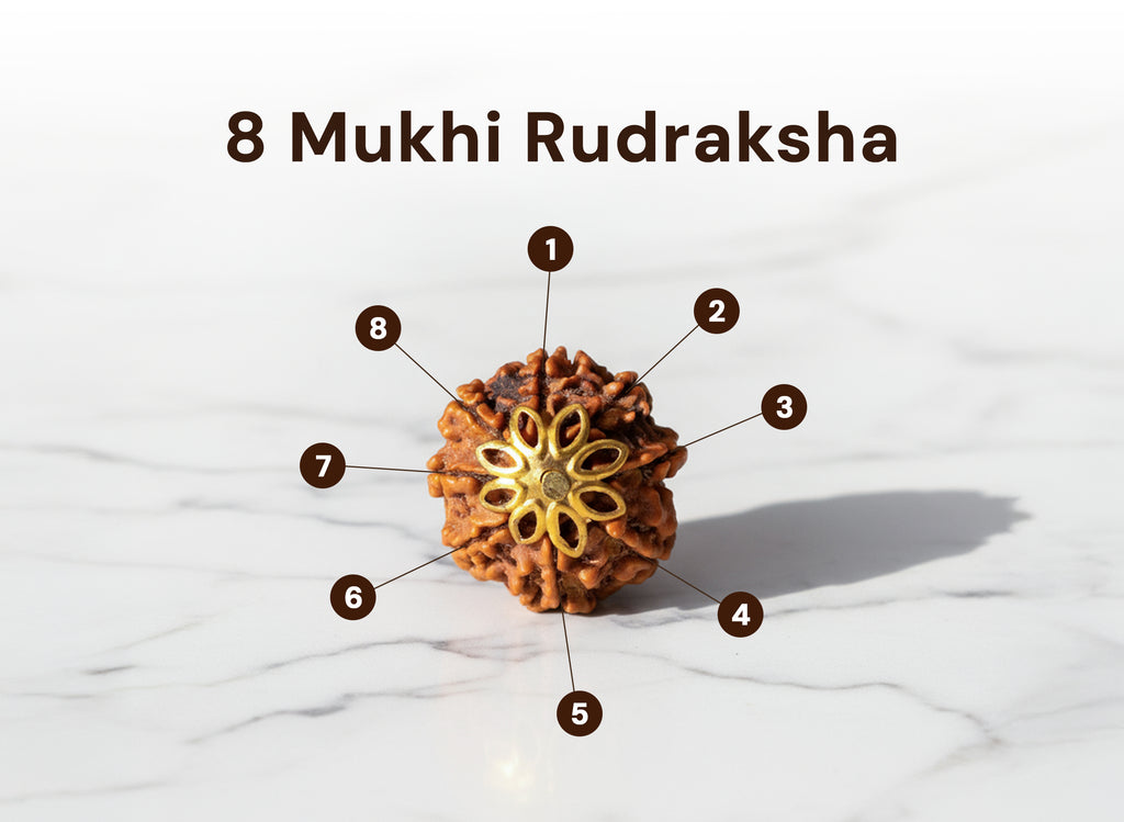 8 Mukhi Original Nepali Rudraksha