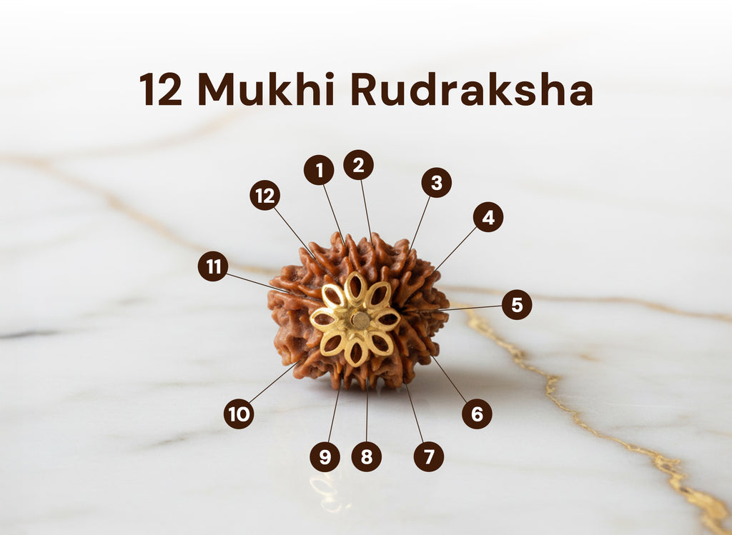 12  Mukhi Original  Nepali Rudraksha