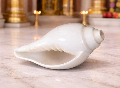 Blowing Shankh (5.5 to 6 inches)