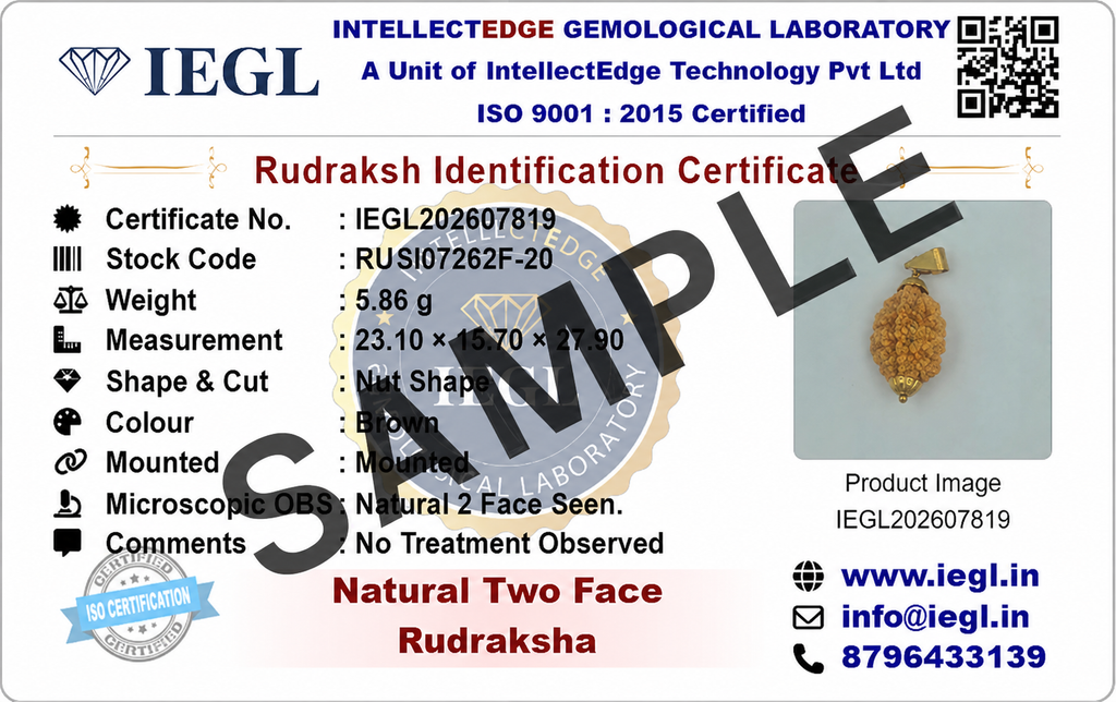 2 Mukhi Indo Original Rudraksha