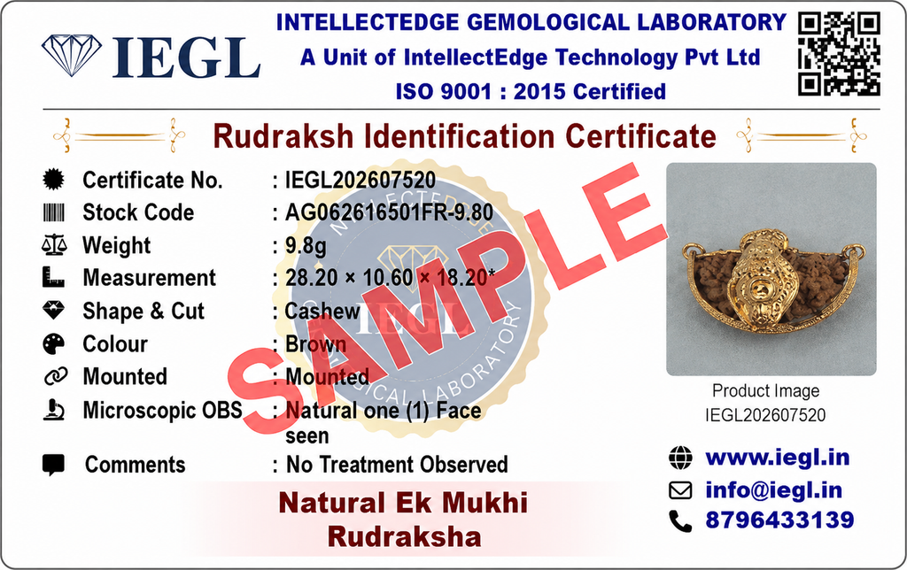 1 Mukhi (Shiv) Rudraksha