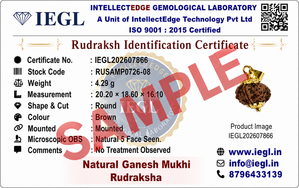 Ganesh Mukhi Rudraksha (Nepali)