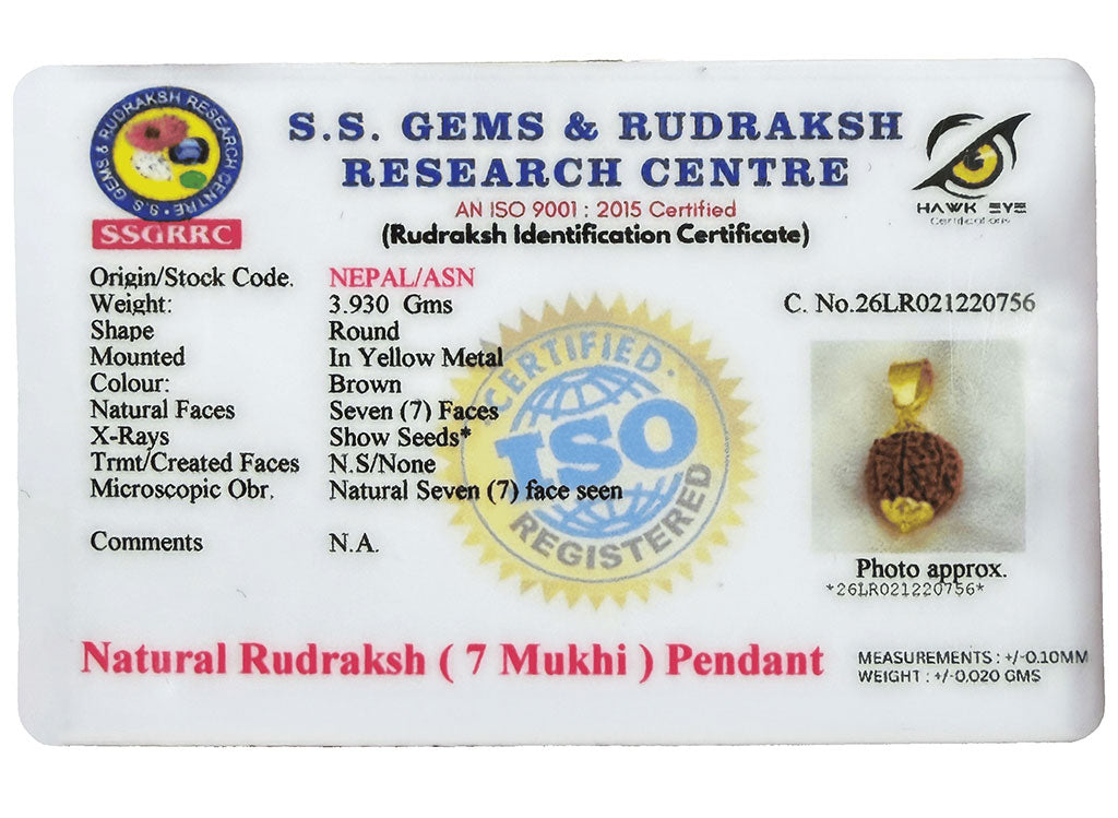 7 Mukhi Rudraksha (Nepali)