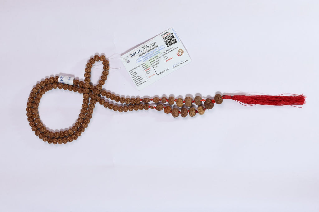 1-14 Mukhi Rudraksha Siddha Mala - Indonesian