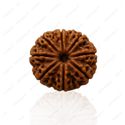 Aath Mukhi-Eight-Faced Rudraksha - Lab Certified (Without Mala)
